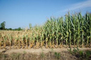 Drought Damaged Corn